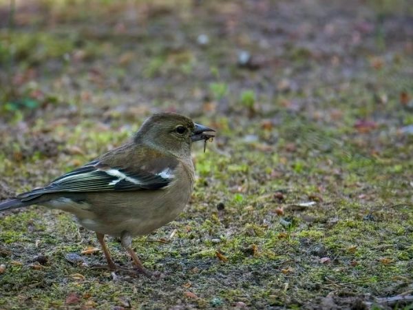 A chaffinch searching for insects on a grassy meadow floor in the spring season.