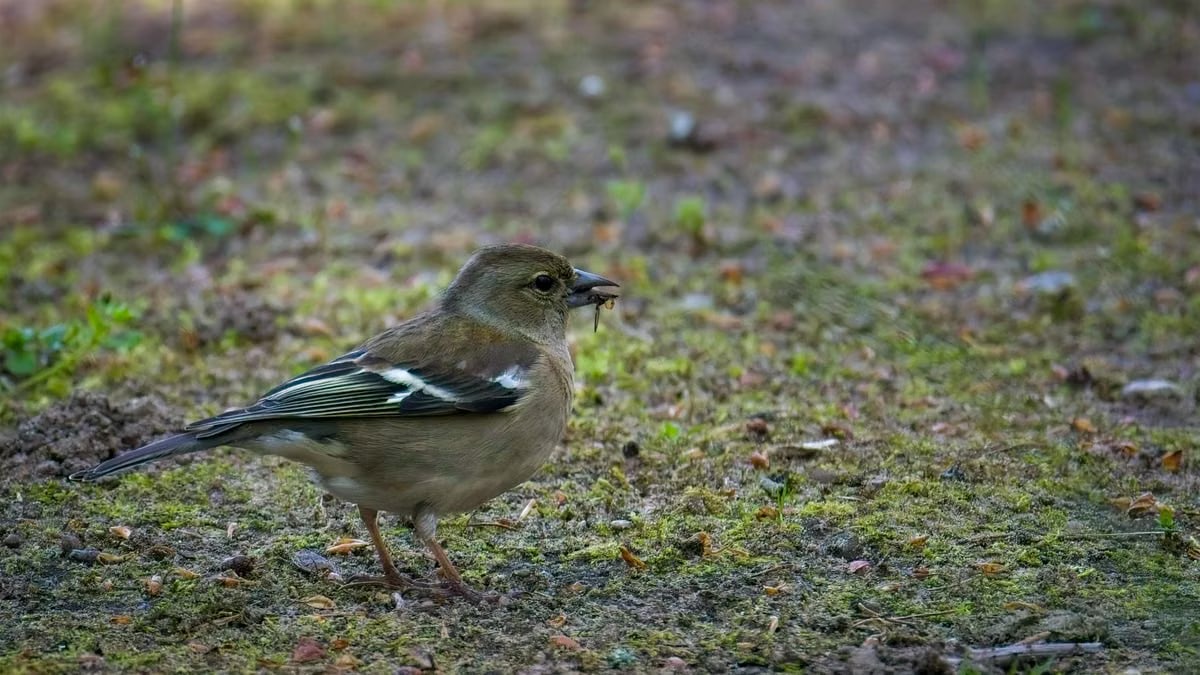 A chaffinch searching for insects on a grassy meadow floor in the spring season.
