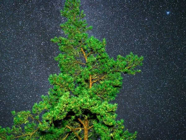 Pine tree against a starry night sky